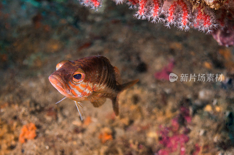 Serranus cabrilla gaper珊瑚孤立的布拉瓦海岸